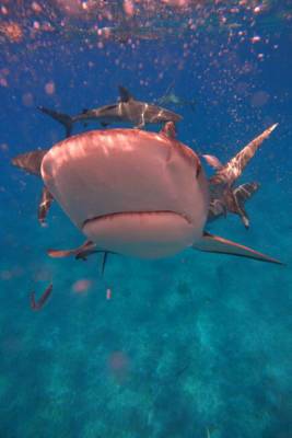 Discovery’s ‘Shark Week’ kicks off its 33rd year - nypost.com - county Stewart