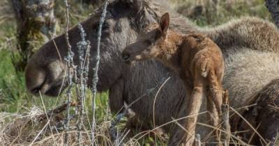 Scots Wildlife Park posts sad news of death of elk just months after she gave birth to calf - www.dailyrecord.co.uk - Scotland