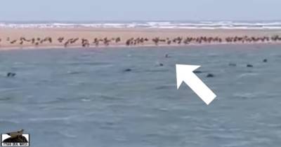 'Stupid' wild swimmer blasted after causing stampede of protected seals at Scots beach - www.dailyrecord.co.uk - Scotland