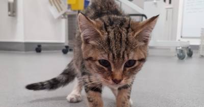 Kittens dumped in zipped-up Aldi bag and left to die in Scots car park as hunt sparked for cruel owners - www.dailyrecord.co.uk - Scotland