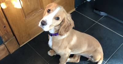 Scots mum left 'traumatised' as puppy loses leg after slipping lead while out a walk - www.dailyrecord.co.uk - Scotland - city Livingston