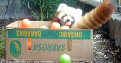 Adorable clip shows moment red panda Rufio discovers 'ball pit' in his enclosure at Scots zoo - www.dailyrecord.co.uk - Scotland - Indiana - county Livingston