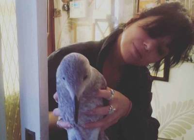 Imelda May rescues baby seagull after it is attacked by dog - evoke.ie - Ireland - Dublin