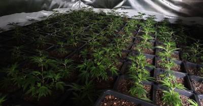The huge £1million cannabis farm discovered by police in a town centre - www.manchestereveningnews.co.uk - city Bury