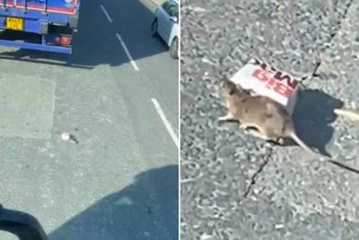 ‘Big Mac rat’ braves traffic to get all-beef patties and special sauce - nypost.com - Britain - France