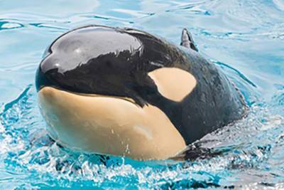 ‘Sudden and unexpected:’ SeaWorld San Diego’s youngest orca dead - nypost.com - county San Diego