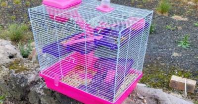 Cage full of hamsters abandoned by side of busy Scots road - www.dailyrecord.co.uk - Scotland