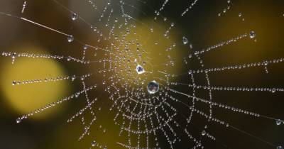 Common 20p household item that stops spiders from entering your home in mating season - www.manchestereveningnews.co.uk