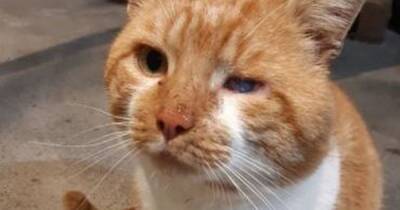 Air gun pellet found lodged in stray cat's eye as Scots charity appeals for urgent vet bill help - www.dailyrecord.co.uk - Scotland