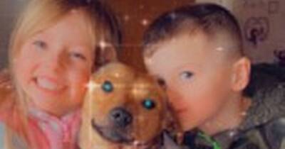 Heartbroken children lose 'best friend' after family dog is killed by 'speeding hit and run driver' - www.manchestereveningnews.co.uk