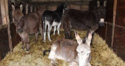 Donkey owner handed lifetime ban after malnourished animals found living in horrific conditions - www.dailyrecord.co.uk - city Sanctuary