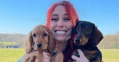 Dog charity hits back at complaints over Stacey Solomon's puppy adoption - www.manchestereveningnews.co.uk - Manchester