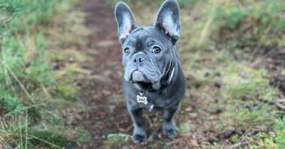 Pregnant Scots mum distraught after French bulldog puppy stolen by thieves who broke into home - www.dailyrecord.co.uk - France - Scotland - city Elgin
