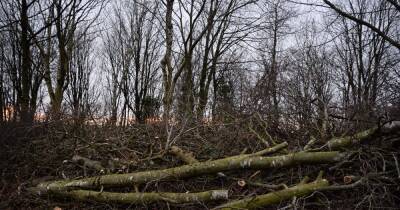 Police investigating mystery tree massacre after beauty spot hacked to pieces by 'group wielding chainsaws' - www.manchestereveningnews.co.uk - Manchester