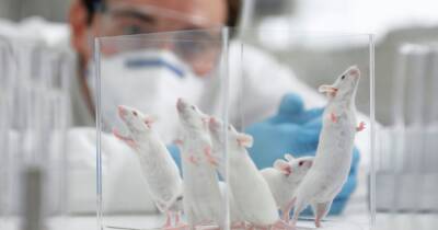Omicron covid variant 'most likely' to have come from mice, according to research - www.dailyrecord.co.uk - China