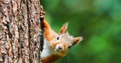 Dumfries and Galloway residents asked to keep an eye out for squirrels - www.dailyrecord.co.uk - Scotland