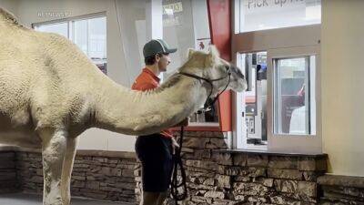 Man takes rescue camel to Las Vegas In-N-Out to get French fries - www.foxnews.com - France - Las Vegas - Colorado - state Nevada