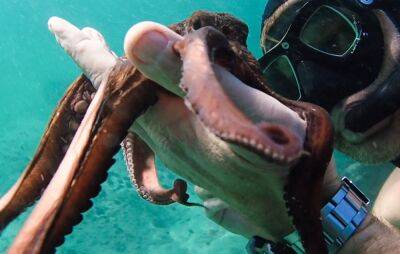 ‘My Octopus Teacher’ Director James Reed Ties With BBC Studios - deadline.com - Britain - South Africa - Keeling