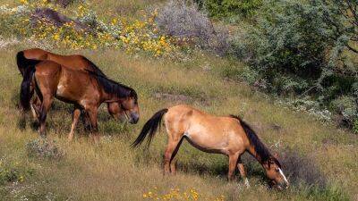 14 wild AZ horses found fatally shot in abdomen, face, between the eyes - www.foxnews.com - Netherlands - state Nevada - Arizona - Columbia - county Mesa