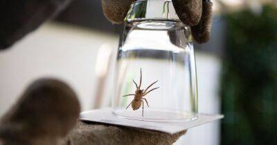 Cheap and easy hacks to help keep spiders out of your bathroom - www.dailyrecord.co.uk