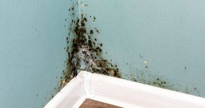 Mum shares product that's stopped mould build up at home - www.manchestereveningnews.co.uk - Manchester