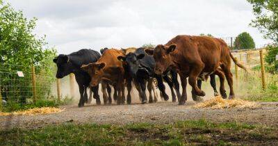 Emmerdale spoiler sees terrifying cow stampede as cattle escape during 50th storm - www.ok.co.uk - city Sandhu