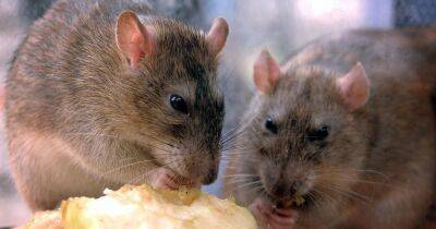 Pest control warning as super-rats resistant to B&Q killer chemicals are booming in numbers - www.dailyrecord.co.uk - Britain - Scotland - Beyond