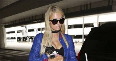Experts believe Paris Hilton's dog was taken by hungry coyotes - www.msn.com