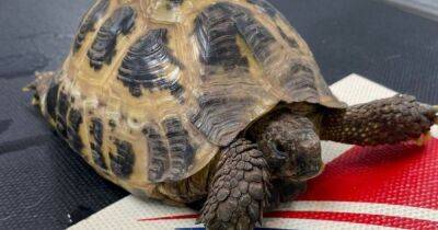 Injured tortoise found abandoned in cardboard box on top of bin in Scots village - www.dailyrecord.co.uk - Scotland - Beyond