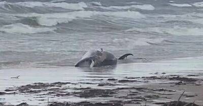 Huge minke whale found washed up on Ayrshire beach as locals warned to stay away - www.dailyrecord.co.uk - Scotland