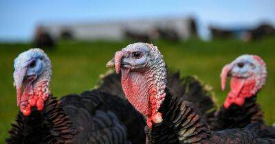 Farmer issues bird flu warning amid outbreak in Turkeys - www.manchestereveningnews.co.uk - Britain - Turkey - county Norfolk - county Suffolk