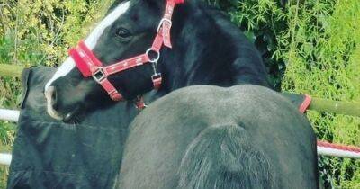 Owner fumes obese horse will 'explode' after being fed every day by walkers - www.dailyrecord.co.uk - county Newport