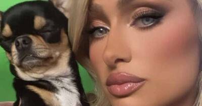 Paris Hilton has hired seven pet mediums amid search for missing dog - www.msn.com