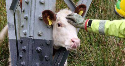 Cow rescued by firefighters after getting head stuck in pylon - www.manchestereveningnews.co.uk - county Hampshire - county Isle Of Wight