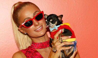 Paris Hilton hires seven pet mediums amid search for her missing dog Diamond Baby - us.hola.com