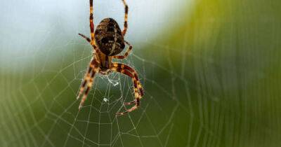 ITV This Morning: Horrified fans beg for show to stop as viewers send in pictures of terrifying spiders invading their homes - www.msn.com - Britain
