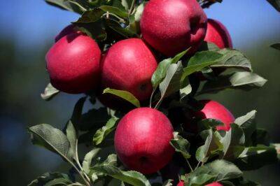 Meet the American who first planted apples in the colonies: William Blaxton, eccentric settler - www.foxnews.com - Britain - USA - Greece - Rome - county Williams - Boston - state Rhode Island - state Maine - Kazakhstan - county Cumberland - county Parke