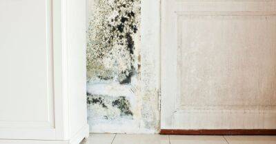Black mould symptoms and risks as experts urge households to prevent damp - www.dailyrecord.co.uk - Scotland