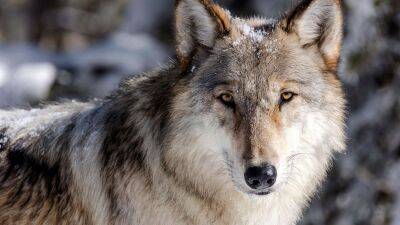 Idaho wolf population steady despite lawmakers expanding wolf hunting laws - www.foxnews.com - Wyoming - state Idaho - county Yellowstone