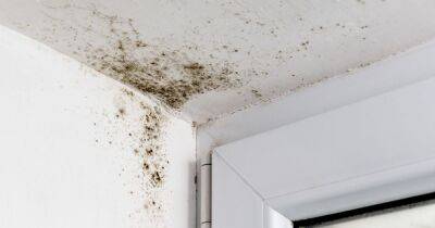 How to banish bedroom mould as woman's natural hack costs less than £6 - www.dailyrecord.co.uk - Australia - Britain