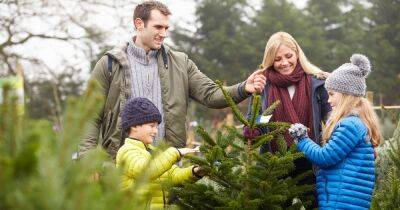 Christmas tree warning as prices set to rise due to shortage - www.dailyrecord.co.uk - Britain - Beyond