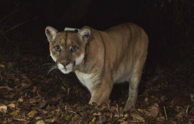 Griffith Park’s Celebrity Cougar P-22 To Be Captured And Evaluated After Recent Close Calls With Humans, Attacks On Dogs - deadline.com - New York - Los Angeles - California - Santa Monica - county San Diego