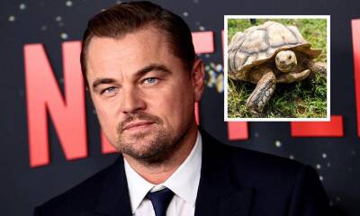 Celebrities with strange pets: From Elvis Presley’s chimpanzee to George Clooney’s pig - us.hola.com - California