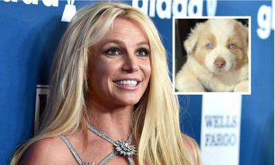 Britney Spears adopts adorable new puppy named Sawyer: ‘He makes my heart melt’ - us.hola.com - Australia - France - Hawaii - county Maui