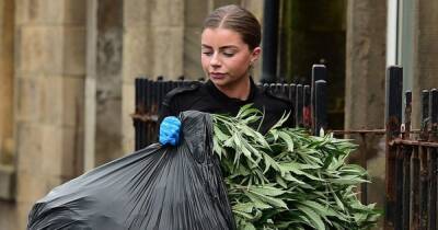 Police remove bags of cannabis plants and equipment from Scots house after drug bust - www.dailyrecord.co.uk - Scotland