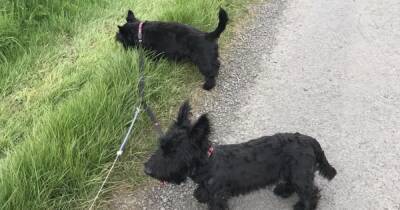 Dogs feared 'stolen' from 'fenced in' Ayrshire garden as distraught owner pleads for safe return - www.dailyrecord.co.uk - Scotland