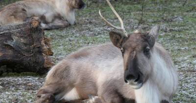 Almond Valley's Ivy the reindeer left lopsided after losing antler in high winds - www.dailyrecord.co.uk
