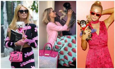 Meet Paris Hilton’s fur kids! The pets keeping the billionaire heiress company - us.hola.com