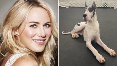 Naomi Watts To Star In Canine Pic ‘The Friend’ Based On Hit Novel; Liza Chasin Produces & The Veterans Launches Sales — EFM Hot Pic - deadline.com - Montana - city Lost