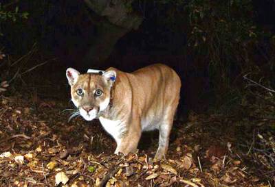Celebrity Mountain Lion P-22 Visits Silver Lake Once Again This Weekend - deadline.com - Los Angeles - Los Angeles - Santa Monica